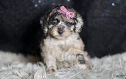 Maltipoo dogs for sale: Princess - Image 5