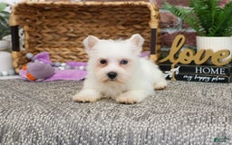 West Highland Terrier dogs for sale: Dominique - Image 6