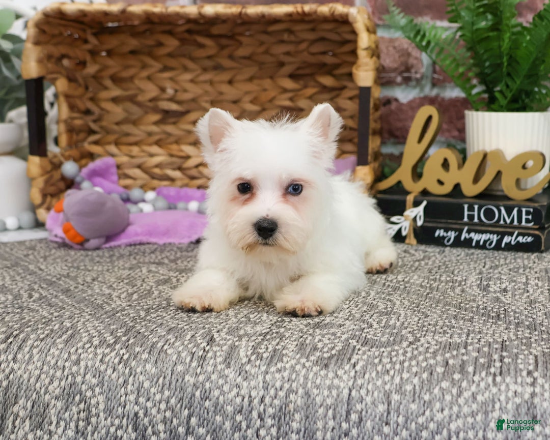 West Highland Terrier dogs for sale: Dominique - Image 6