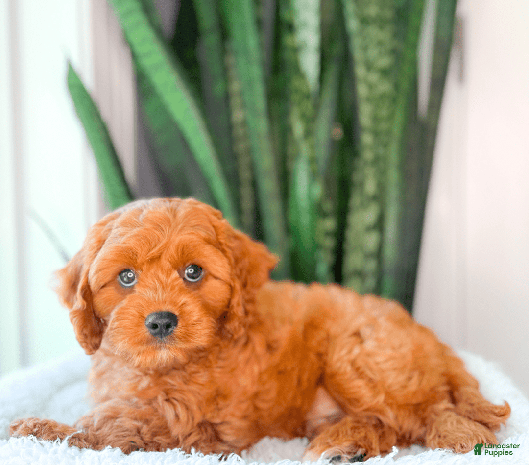 Cavapoo dogs for sale: Ian - Image 1
