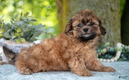 Shihpoo dogs for sale: Morgan - Image 5