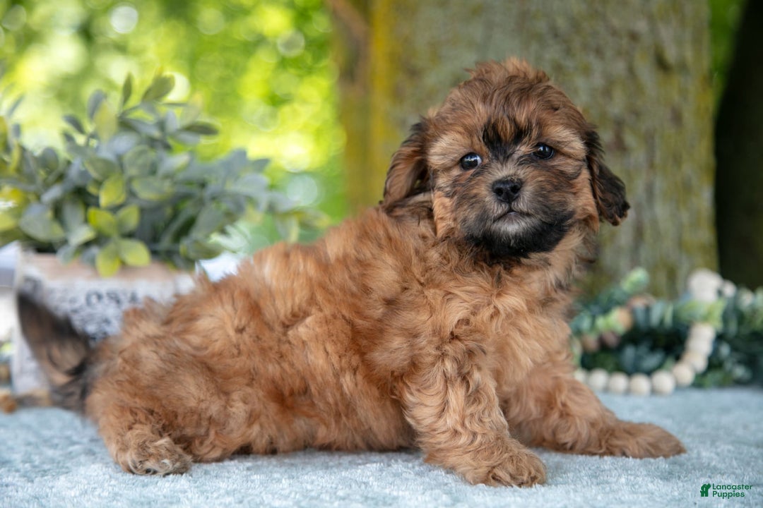 Shihpoo dogs for sale: Morgan - Image 5
