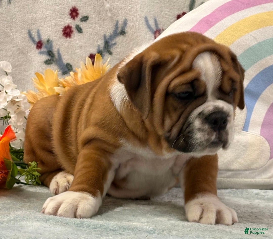 English Bulldog dogs for sale: Mabel 6601 - Image 3