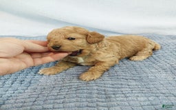 Toy Poodle dogs for sale: Kubby - Image 2