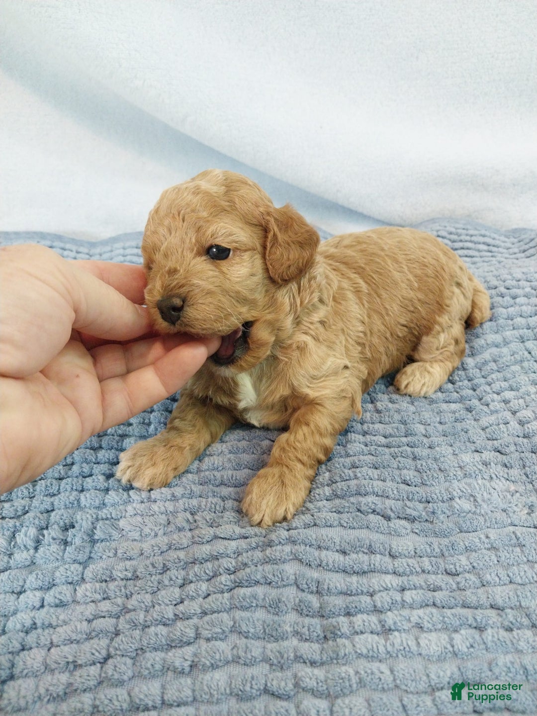 Toy Poodle dogs for sale: Kubby - Image 2