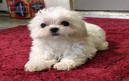 Morkie dogs for sale: Lilly - Image 2