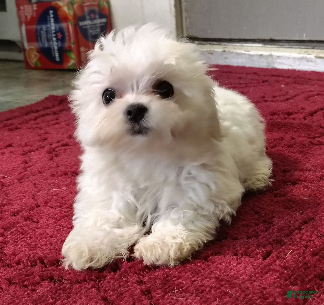 Morkie dogs for sale: Lilly - Image 2