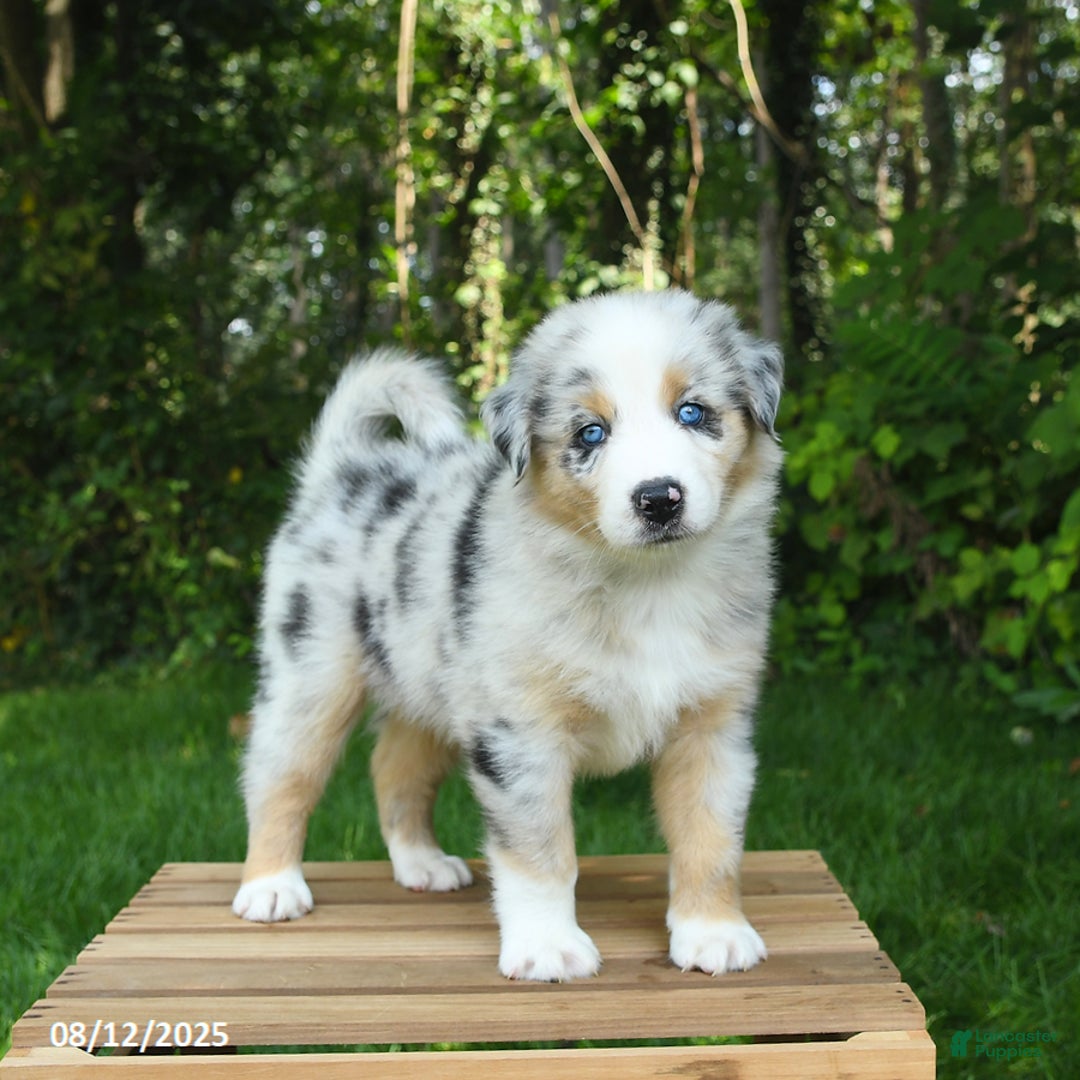 Australian Shepherd dogs for sale: Arthur - Image 1