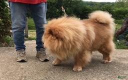 Chow Chow dogs for sale: SLM Red Female - Image 7