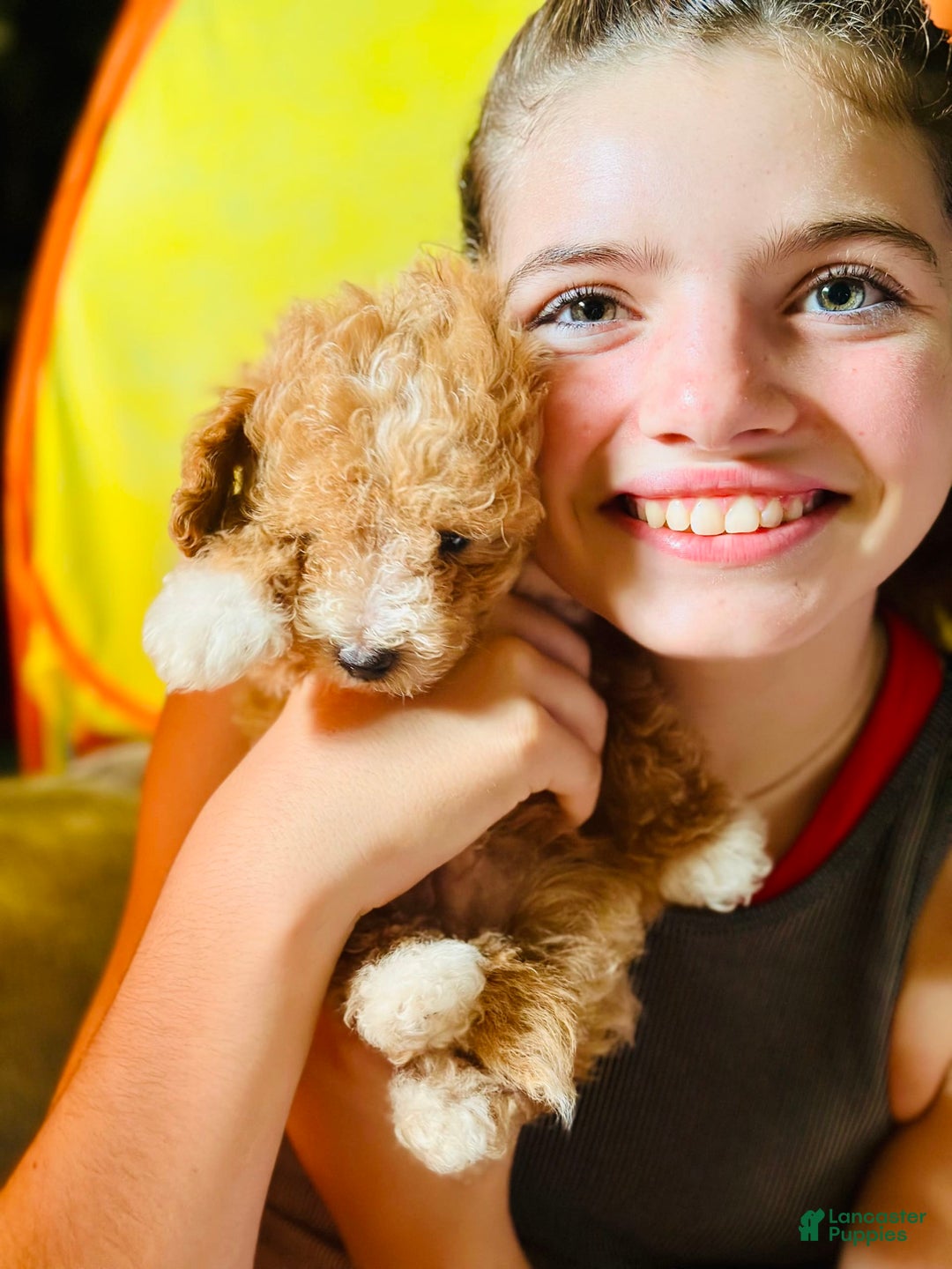 Toy Poodle dogs for sale: Thumpy - Image 2