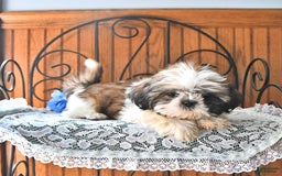 Shih Tzu dogs for sale: Queen - Image 10