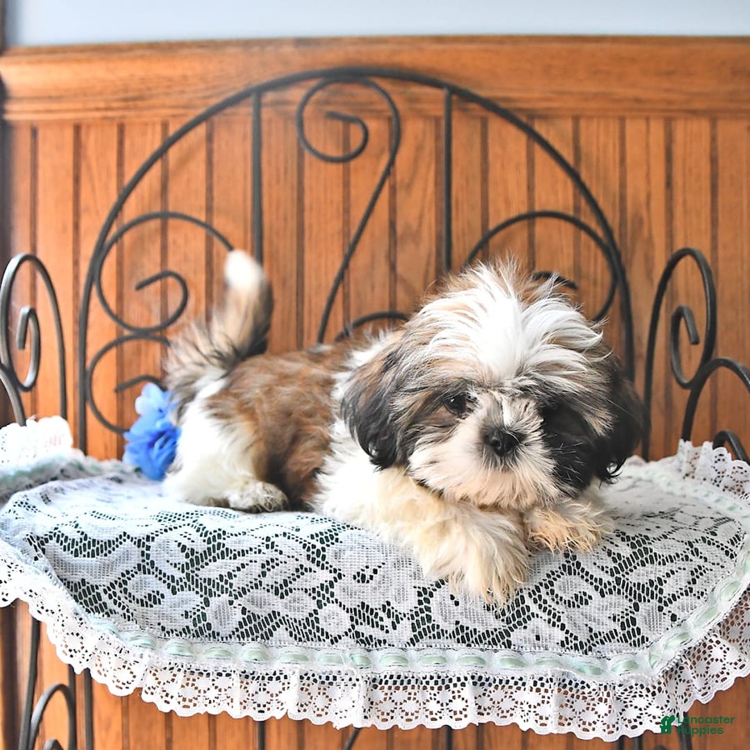 Shih Tzu dogs for sale: Queen - Image 10