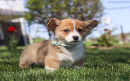 Welsh Corgi Pembroke dogs for sale: Diamond - Image 8