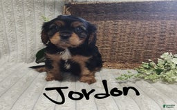 Cavalier King Charles Spaniel dogs for sale: Jordan - Image 8