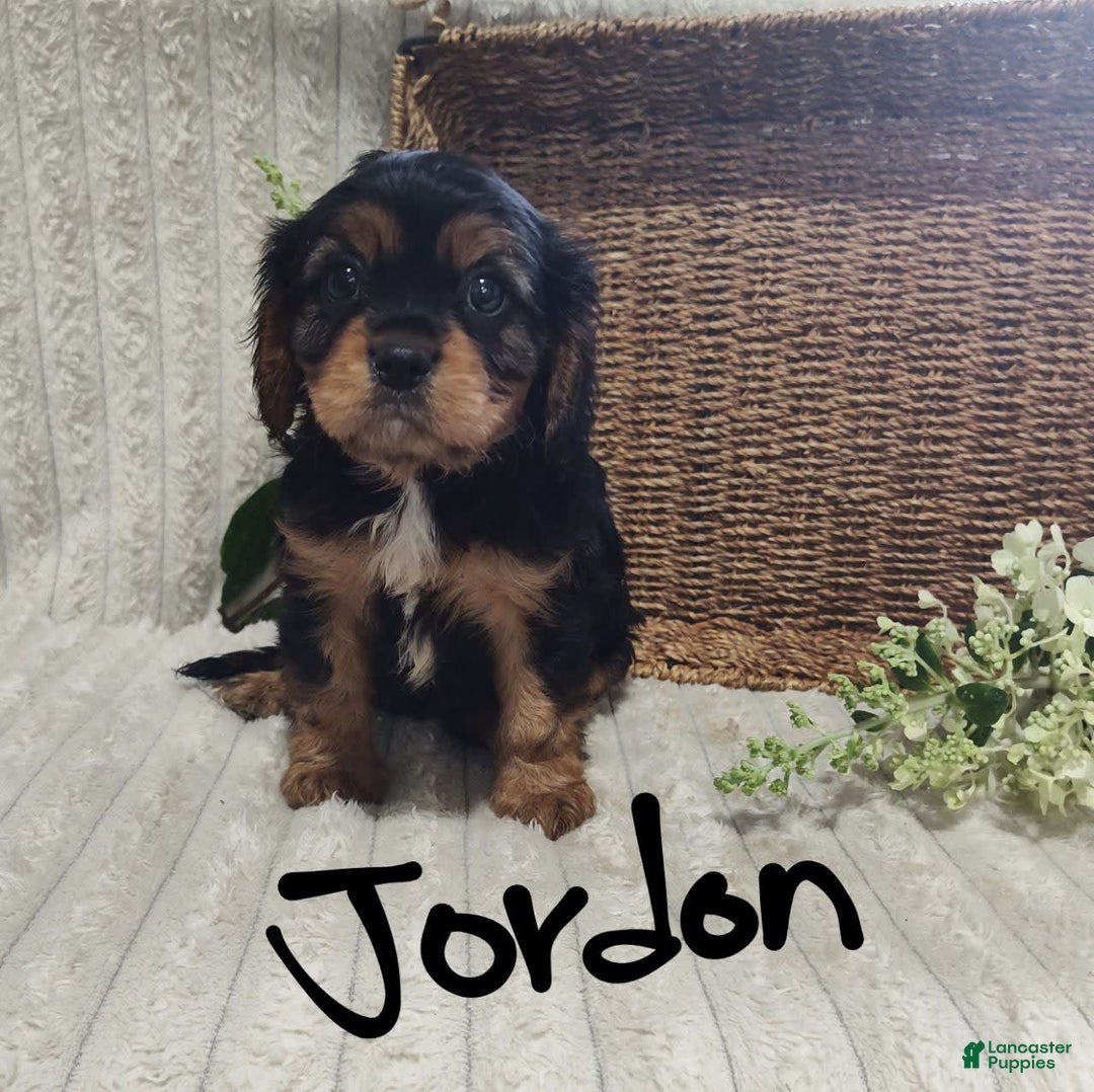 Cavalier King Charles Spaniel dogs for sale: Jordan - Image 8