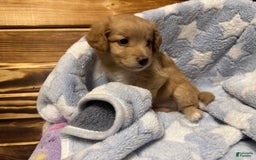 Mini Aussiedoodle dogs for sale: Mini Aussiedoodle 6 puppies - Image 4