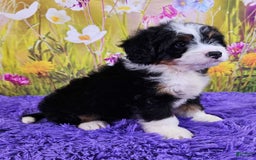 Mini Bernedoodle dogs for sale: Lennon Mini - Image 1