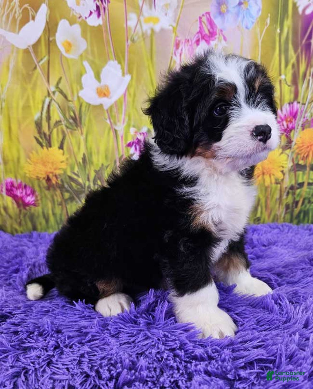 Mini Bernedoodle dogs for sale: Lennon Mini - Image 1