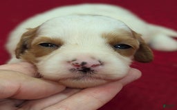 Cavapoo dogs for sale: Buzz - Image 3
