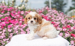 Cavapoo dogs for sale: Willow - Image 5