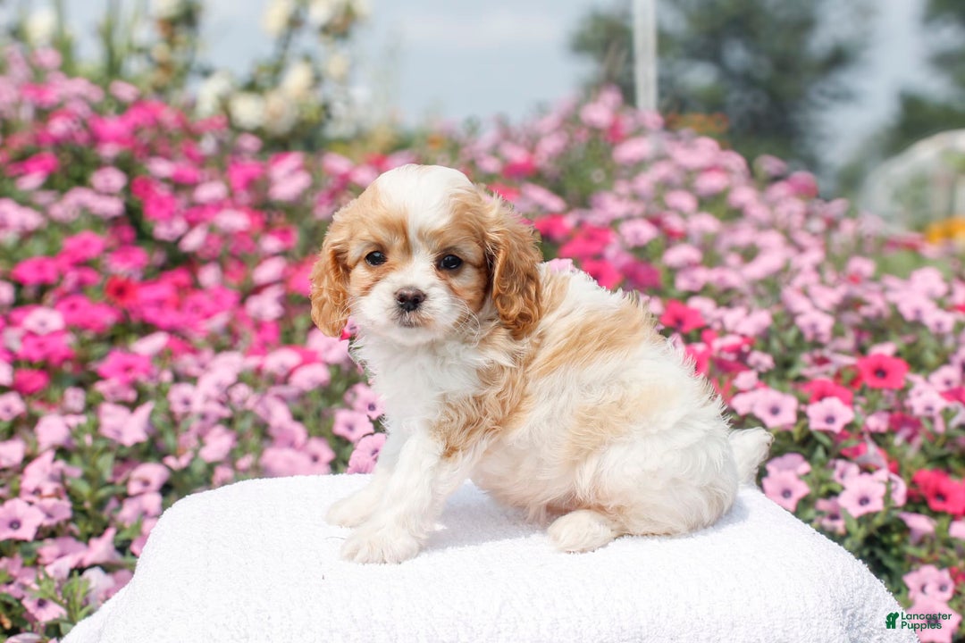 Cavapoo dogs for sale: Willow - Image 5