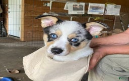 Welsh Corgi Pembroke dogs for sale: Jack - Image 2