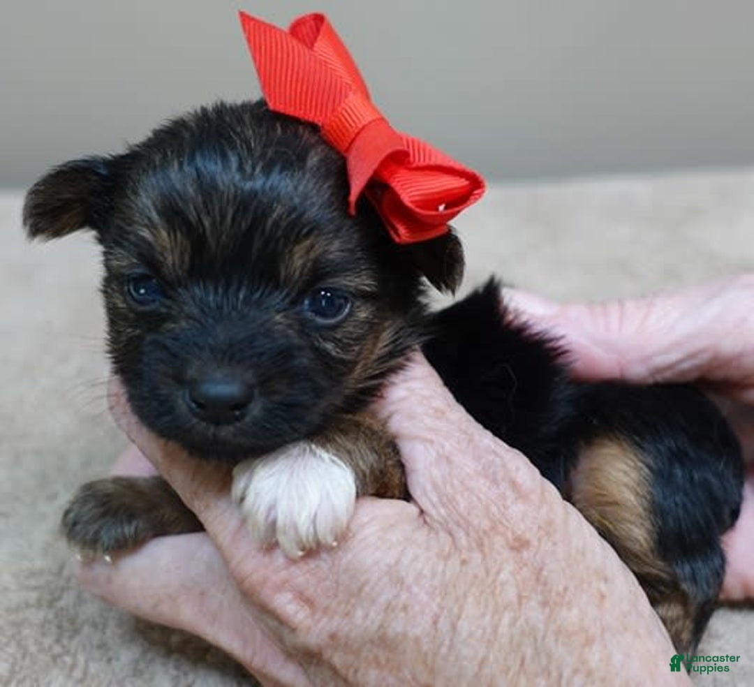 Yorkshire Terrier dogs for sale: Nessie - Image 15
