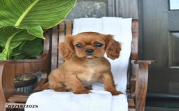 Cavalier King Charles Spaniel dogs for sale: Sweetie - Image 7