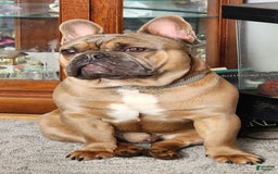 French Bulldog dogs for sale: CHEWIE - Image 15