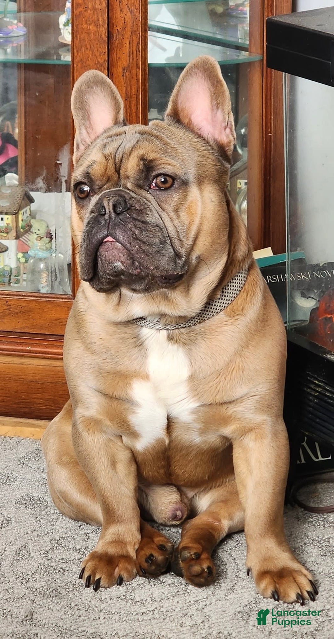 French Bulldog dogs for sale: CHEWIE - Image 15