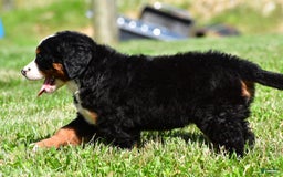 Bernese Mountain Dog dogs for sale: Bluebell - Image 3