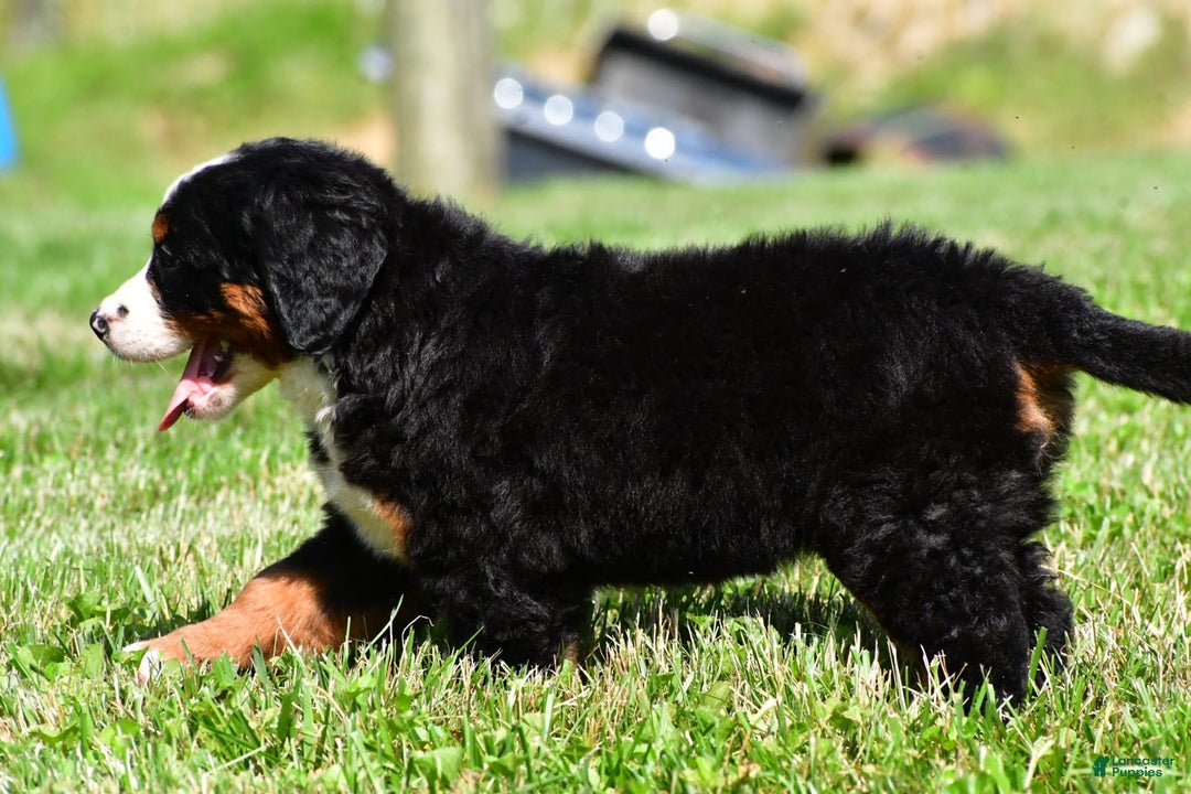 Bernese Mountain Dog dogs for sale: Bluebell - Image 3