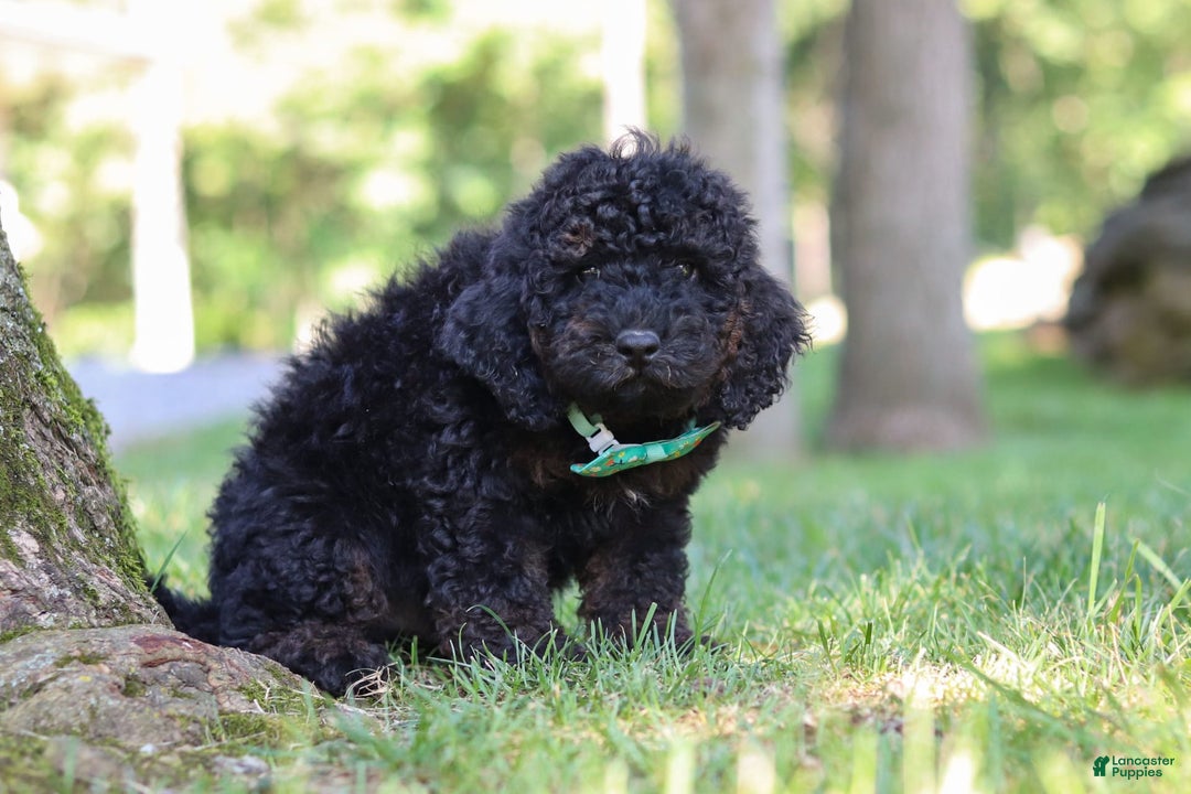 Cockapoo dogs for sale: Midnight - Image 2