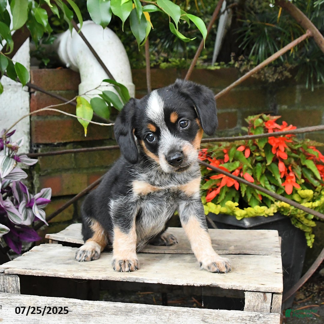 Miniature Australian Shepherd dogs for sale: Finn - Image 1