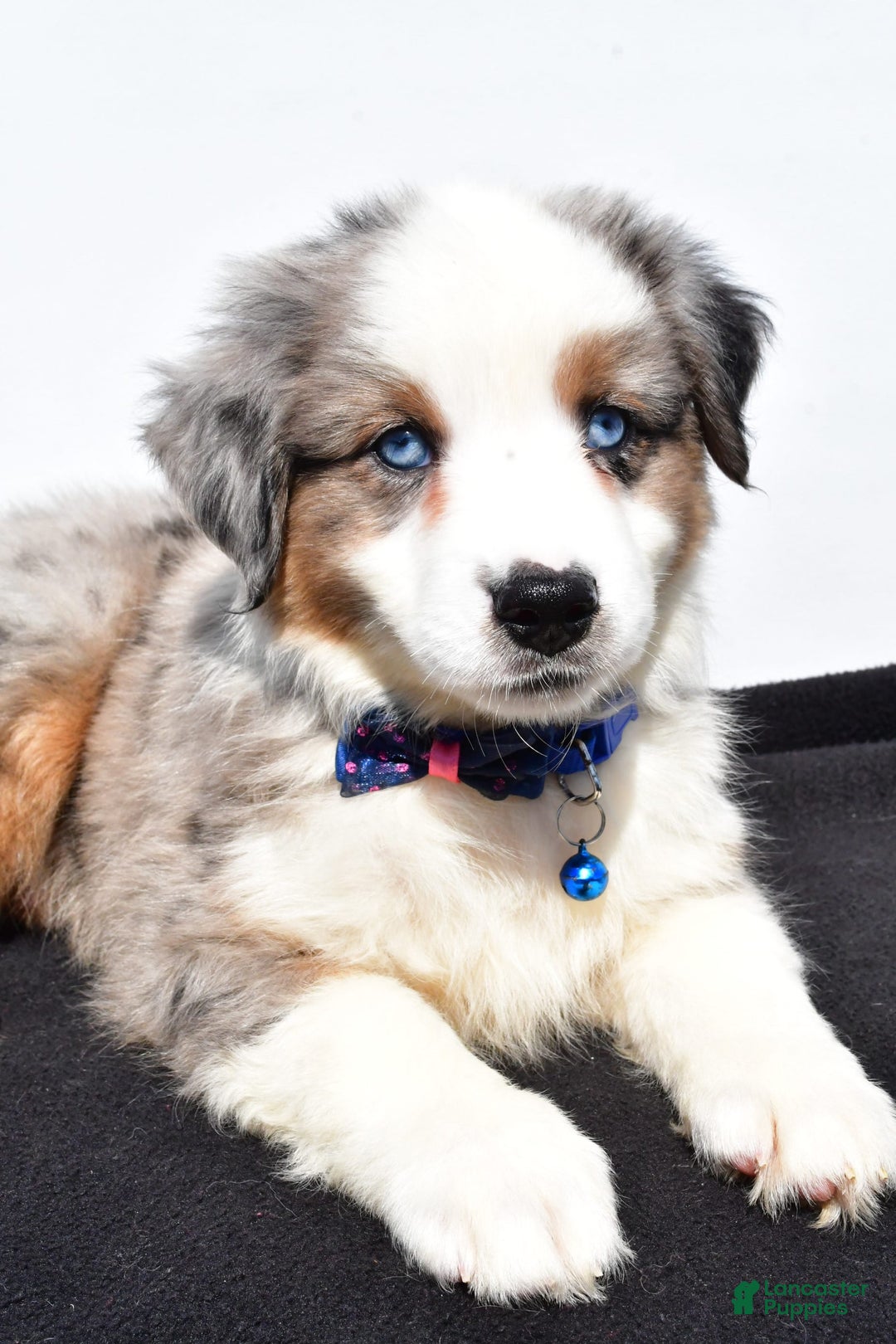 Miniature Australian Shepherd dogs for sale: Tundra - Image 4