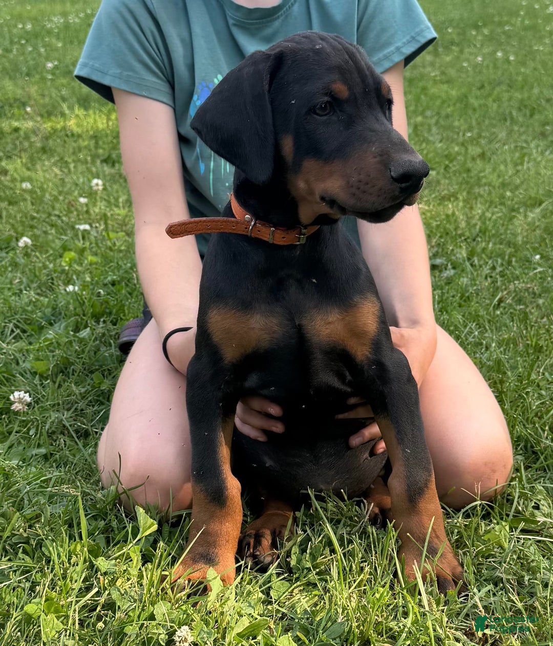 Doberman Pinscher dogs for sale: Mr. Orange - Image 2
