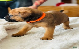 Bullmastiff dogs for sale: Puppy1 - Image 2