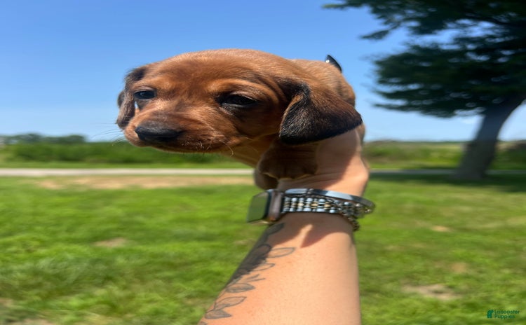 Dachshund dogs for sale - Ad 3