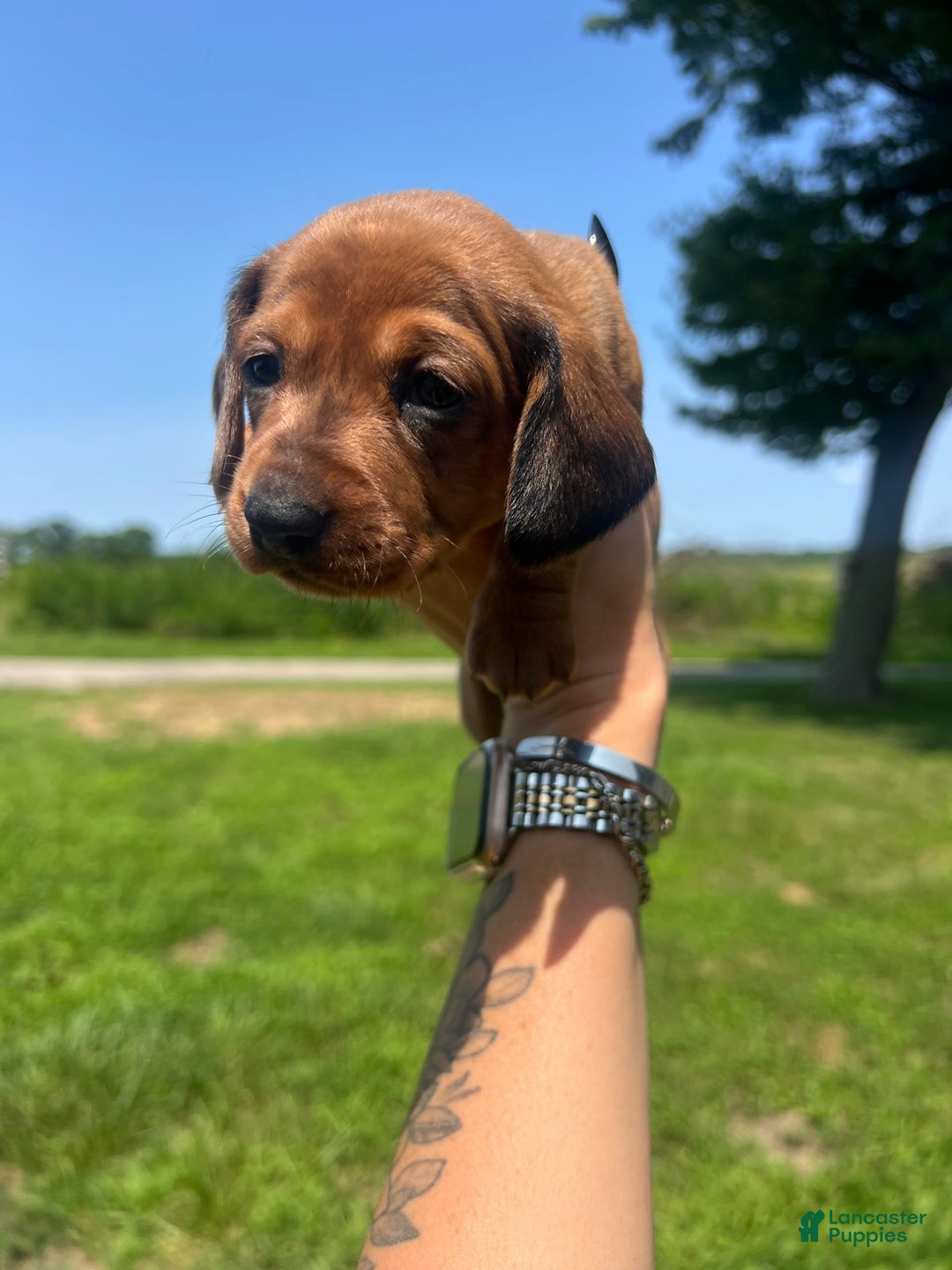 Dachshund dogs for sale: Bonnie - Image 1
