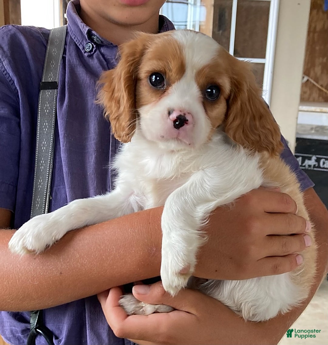 Cavalier King Charles Spaniel dogs for sale: Sunshine - Image 3