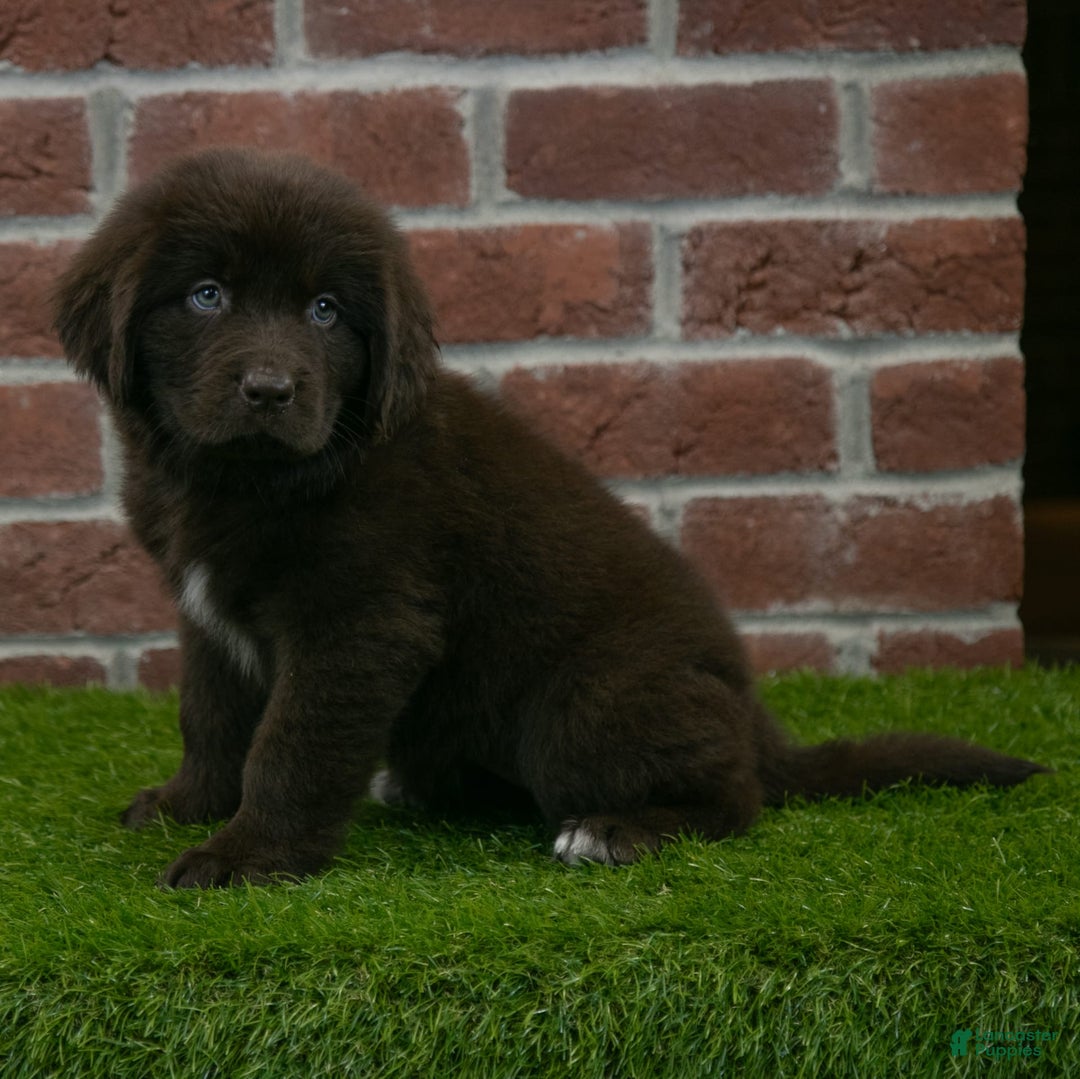 Newfoundland dogs for sale: Rosie - Image 4