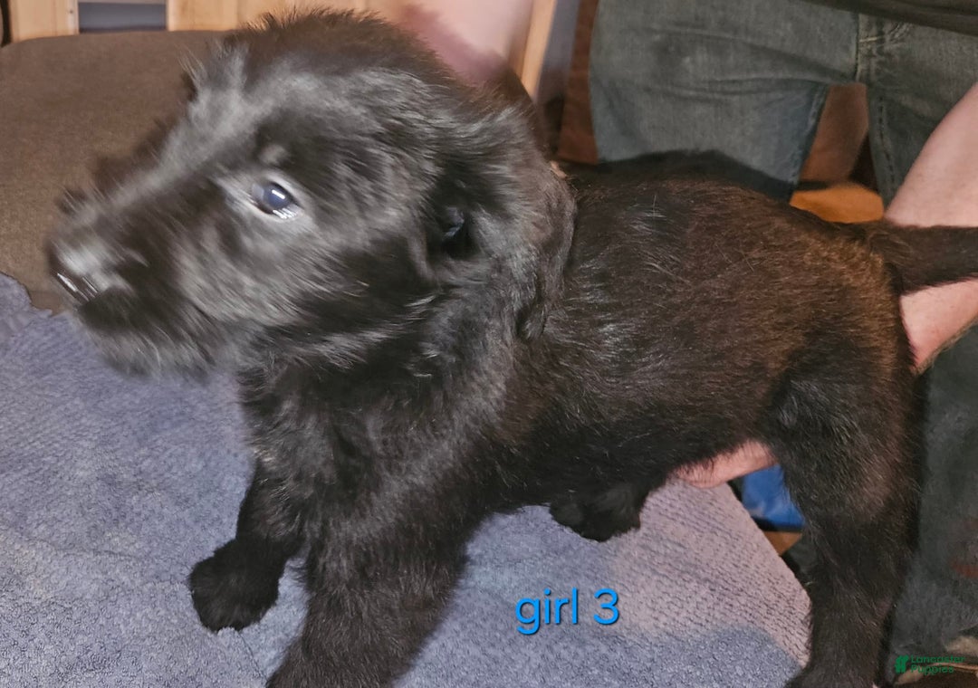 Belgian Malinois dogs for sale: Girl 3 - Image 1