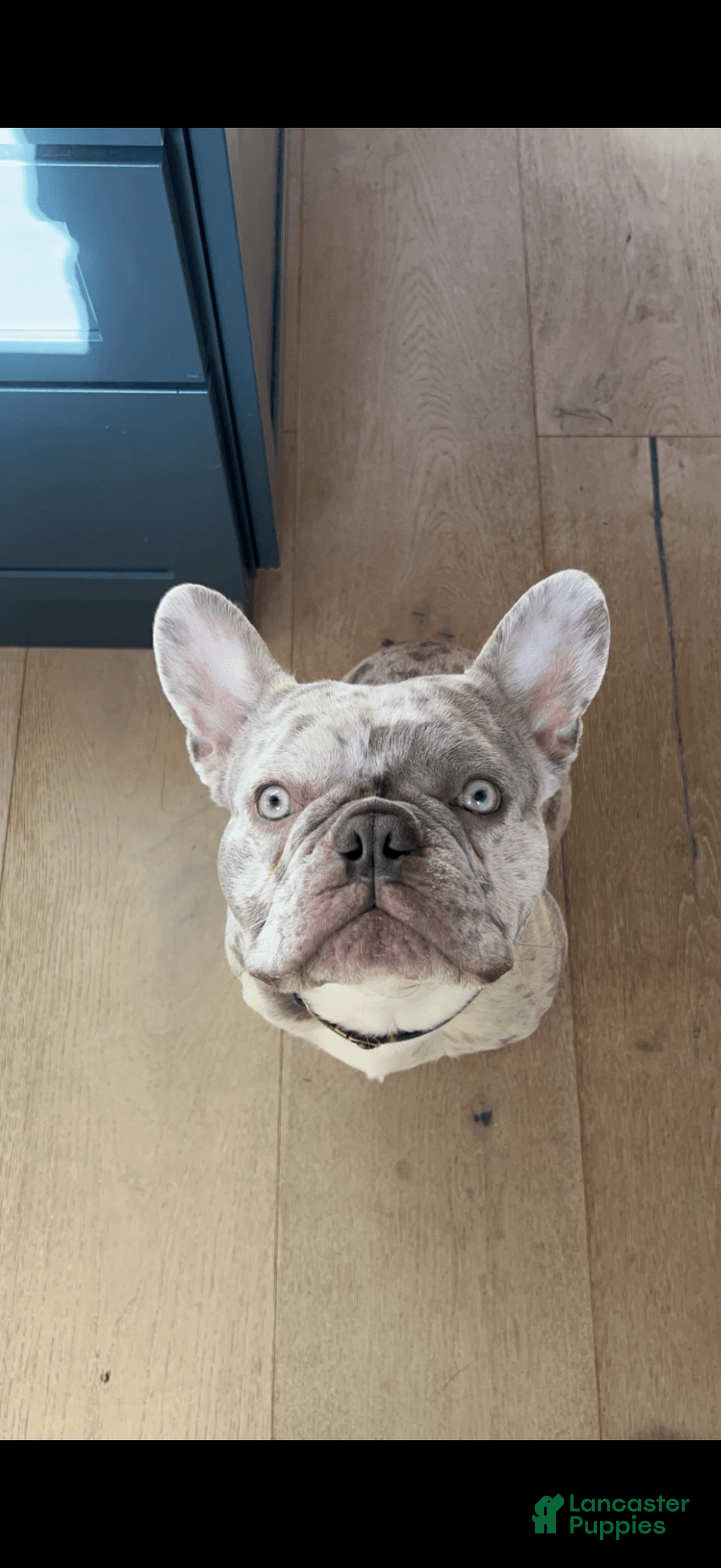 French Bulldog dogs for sale: Royal - Image 5
