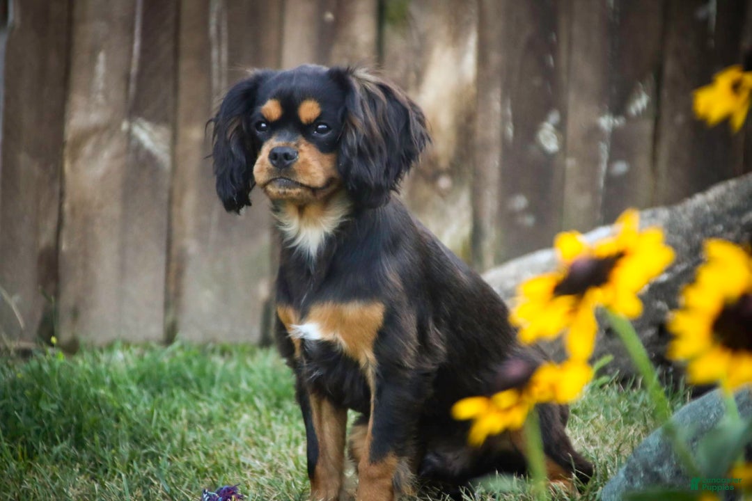 Cavalier King Charles Spaniel dogs for sale: Pluto - Image 5