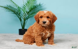 Mini Goldendoodle dogs for sale: Nickie - Image 4