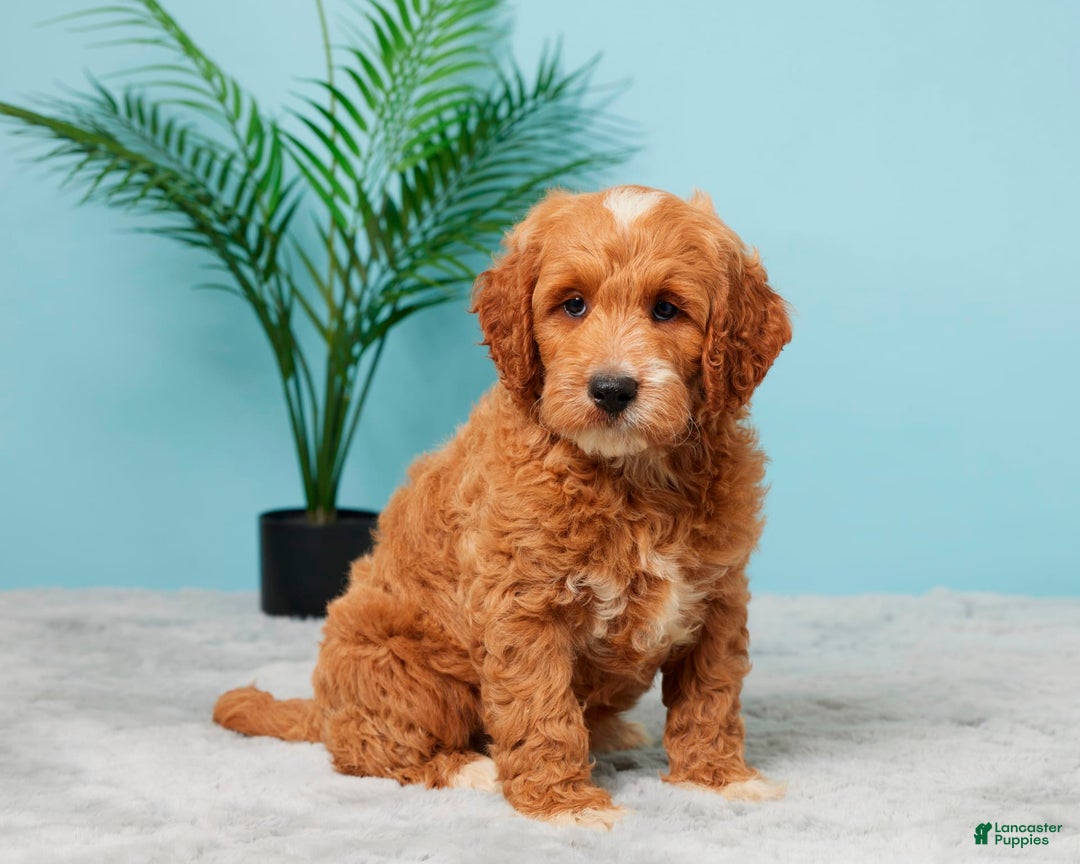 Mini Goldendoodle dogs for sale: Nickie - Image 4