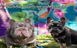 French Bulldog dogs for sale: Louis - Image 4