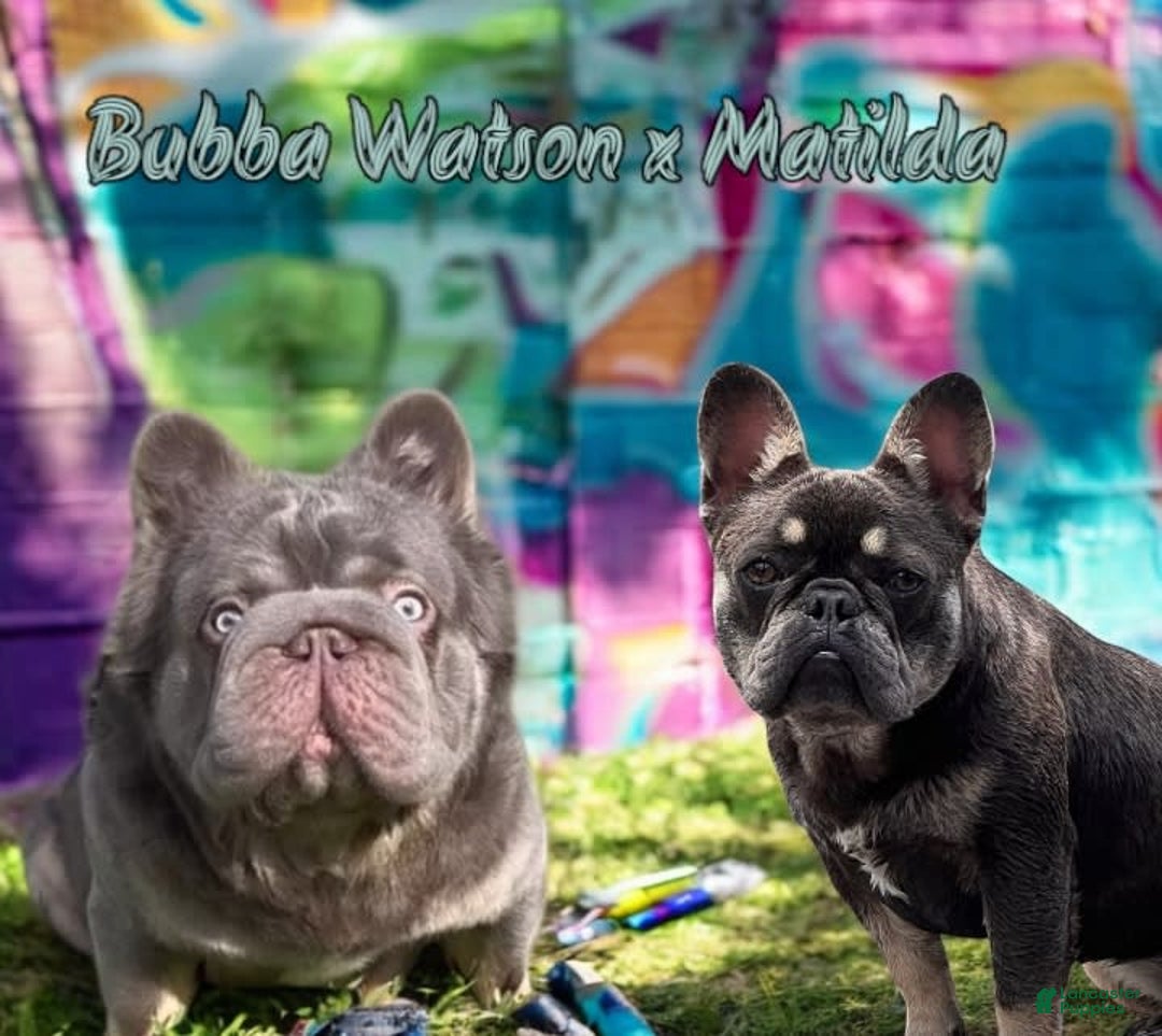 French Bulldog dogs for sale: Louis - Image 4