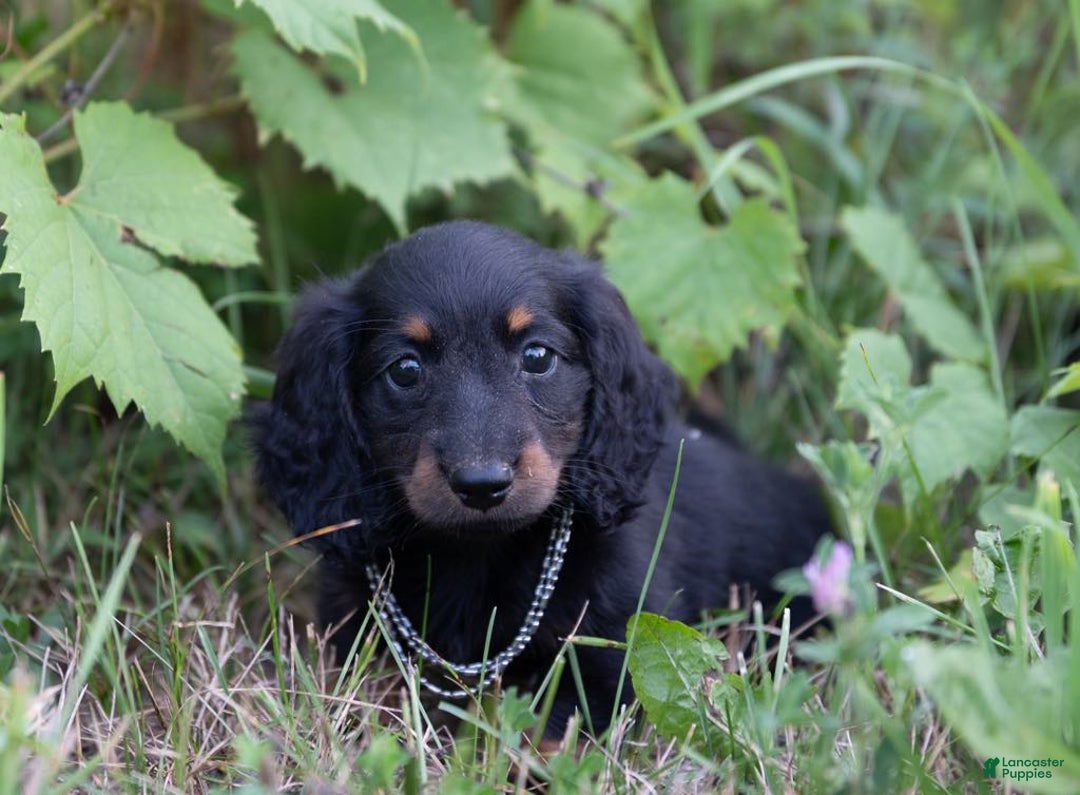 Miniature Dachshund dogs for sale: Davy - Image 2