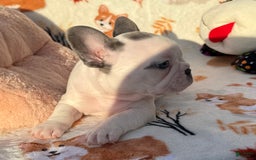 French Bulldog dogs for sale: Bunny - Image 3